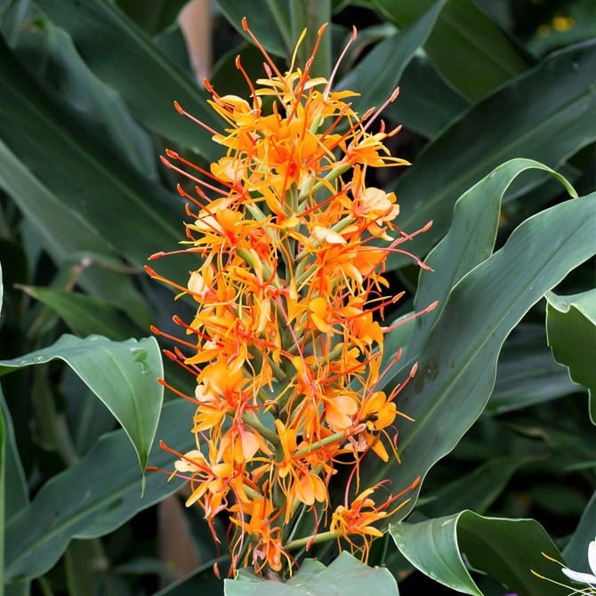 Hedychium Aurantiacum (Ginger Lilly) Enchanted Gardens Kent