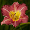 Hemerocallis - Day Lily - Mixed Colours 2 litre tall pot - Image 3