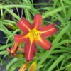 Hemerocallis - Day Lily - Mixed Colours 2 litre tall pot - Image 2