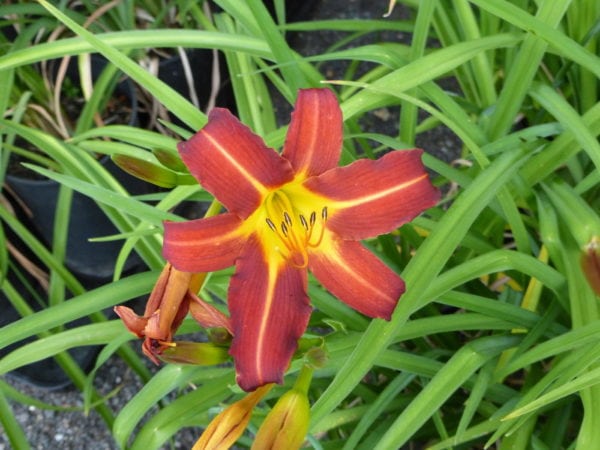 Hemerocallis - Day Lily - Mixed Colours 2 litre tall pot - Image 2