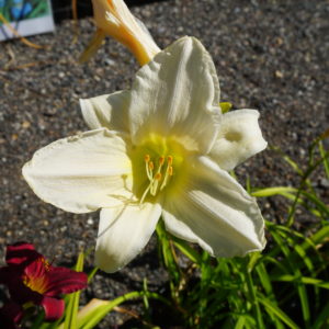 Hemerocallis - "Gentle Shepherd" (Day Lily) 2 litre pot
