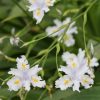 Iris Confusa - VERY RARE - 2 litre tall pot