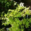 Jasmine Officinale - Fiona Sunrise (lime green leaves) -  5 litre pot fan grown