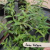 Aloysia Citrodora - Lemon Verbena - 2 litre pot - Image 2