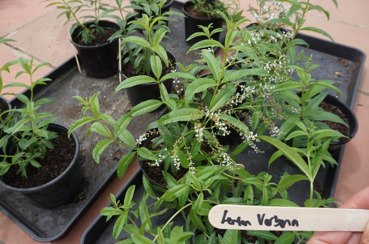 Images Of Lemon Verbena Alousia Trifolia : Lemon Verbena Introducing The Queen Of Lemon Scented ...