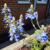 Salvia - Uliginosa Sage -  5 litre pot - Available from Mid-July - Image 3
