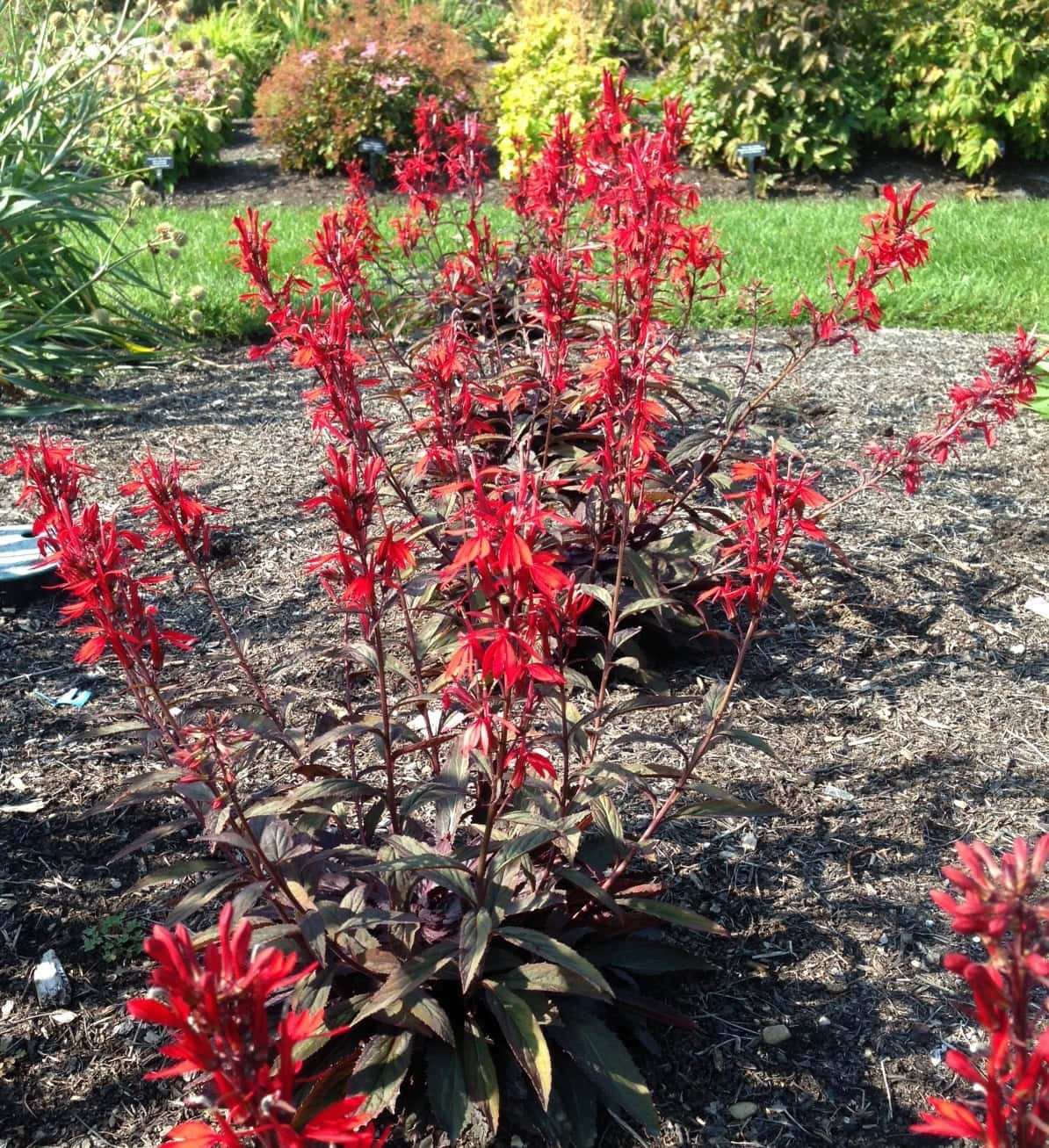 Lobelia Cardinalis Enchanted Gardens Kent