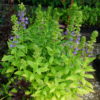 Lobelia Pale Blue Selection (Siphilitica) -2 litre pot