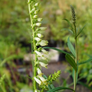 Digitalis - Lutea (Foxglove) 2 litre pot