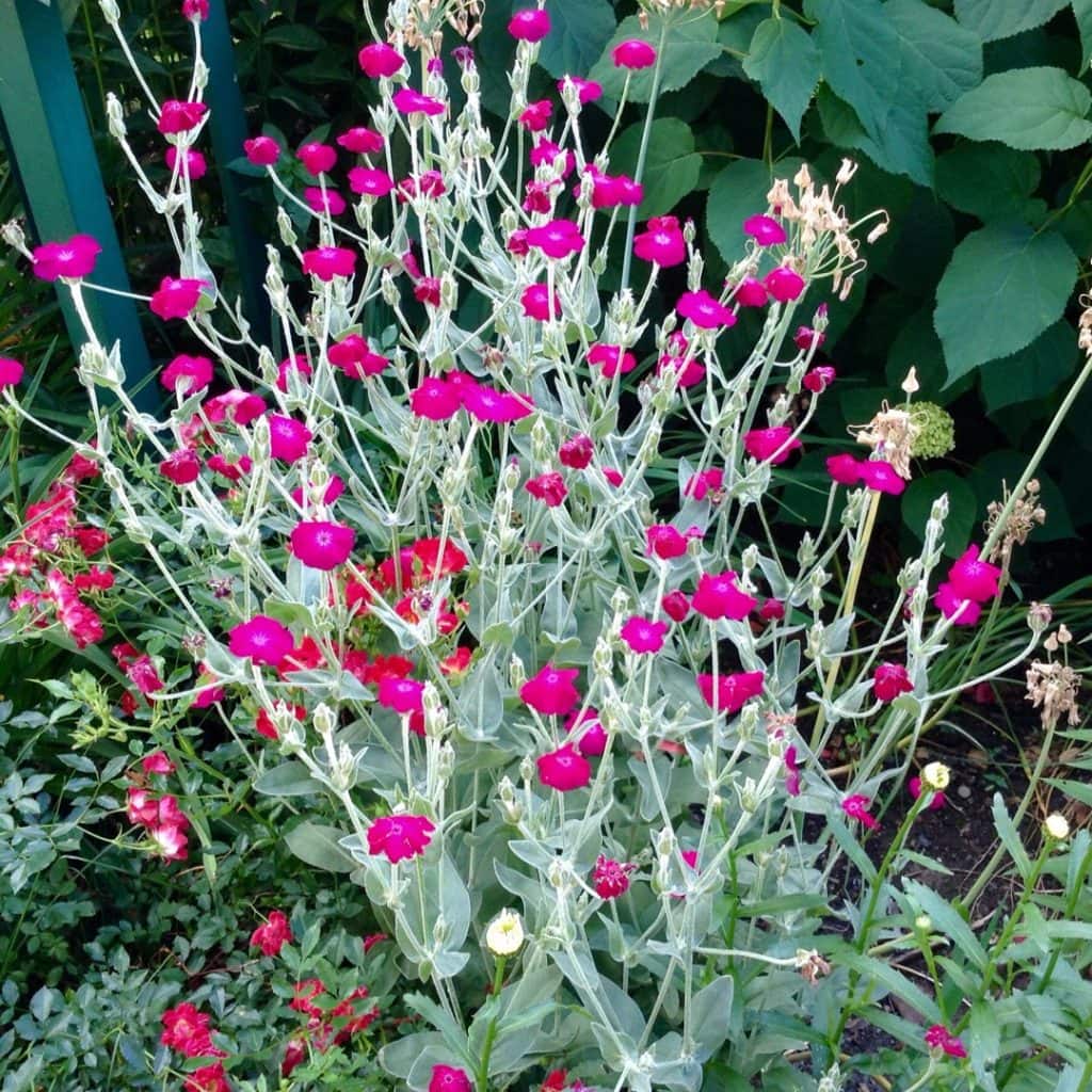 Lychnis Coronaria (Rose Campion) Seeds Enchanted Gardens Kent