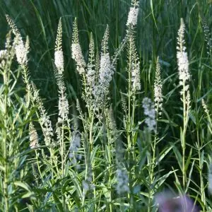 Lysimachia - Ephemerrum (Willow Leaved Loosestrife) 2 litre pot