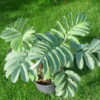 Melianthus Major (Honey Bush) 5 litre pot - Image 4