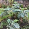 Melianthus Major (Honey Bush) 5 litre pot