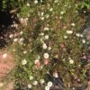 Erigeron Karvinskianus (Mexican fleabane) 2 litre pot - Image 2