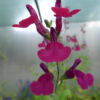 Salvia Nina's Wish  - 2 litre pot - Available from June