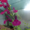 Salvia Nina's Wish  - 2 litre pot - Available from June - Image 2