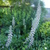 Acanthus - Mollis -  5 Litre Pot - Image 2