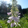 Goats Rue (Galega Officinallis or French Lilac) 5 litre pot