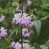 Phlomis Tuberosa - Jerusalem Sage - 2 litre pot - Image 3