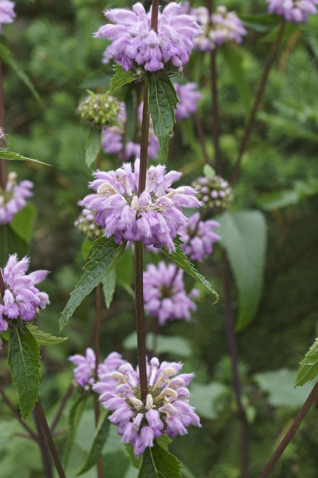 Phlomis Tuberosa Jerusalem Sage 2 Litre Pot Enchanted Gardens Kent