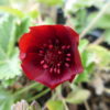 Potentilla - Monarchs Velvet - 2 litre pot - Image 2