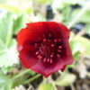 Potentilla - Monarchs Velvet - 2 litre pot