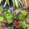 Prunella Freelander Blue - Self-Heal- 2 litre pot - Image 2