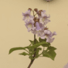 Paulownia or 'Empress' or 'foxglove' tree 5 litre - Ready Autumn 2025 - Image 2