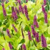 Persicaria - Amplexicaulis Golden Arrow - 2 litre pot