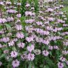 Phlomis Tuberosa - Jerusalem Sage - 2 litre pot