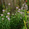 Physostegia - Pink Rose Crown -2 litre pot