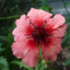 POTENTILLA -  HELEN JANE - 2 LITRE POT - Image 3