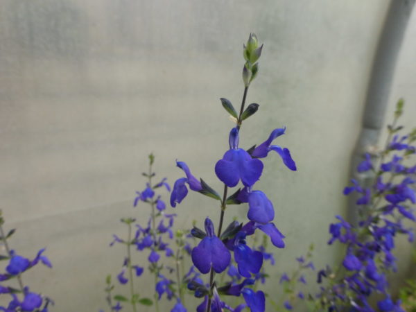 Salvia Blue Note 2 litre pot - Available from June - Image 2