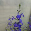 Salvia Blue Note 2 litre pot - Available from June - Image 4