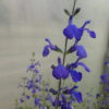 Salvia Blue Note 2 litre pot - Available from June