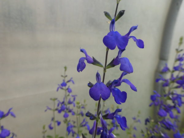 Salvia Blue Note 2 litre pot - Available from June