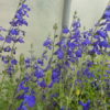 Salvia Blue Note 2 litre pot - Available from June - Image 3