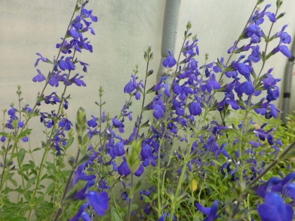 Salvia Blue Note 2 litre pot - Available from June - Image 3