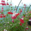 Salvia Hot Lips (Jamensis) 2 litre pot - Image 3