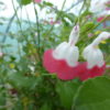 Salvia Hot Lips (Jamensis) 2 litre pot