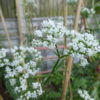 Valeriana officinalis - All heal - 2 litre Tall pot - Image 2