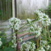 Valeriana officinalis - All heal - 2 litre Tall pot - Image 3