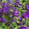 Salvia - Amistad - 2 litre pot - Available from June