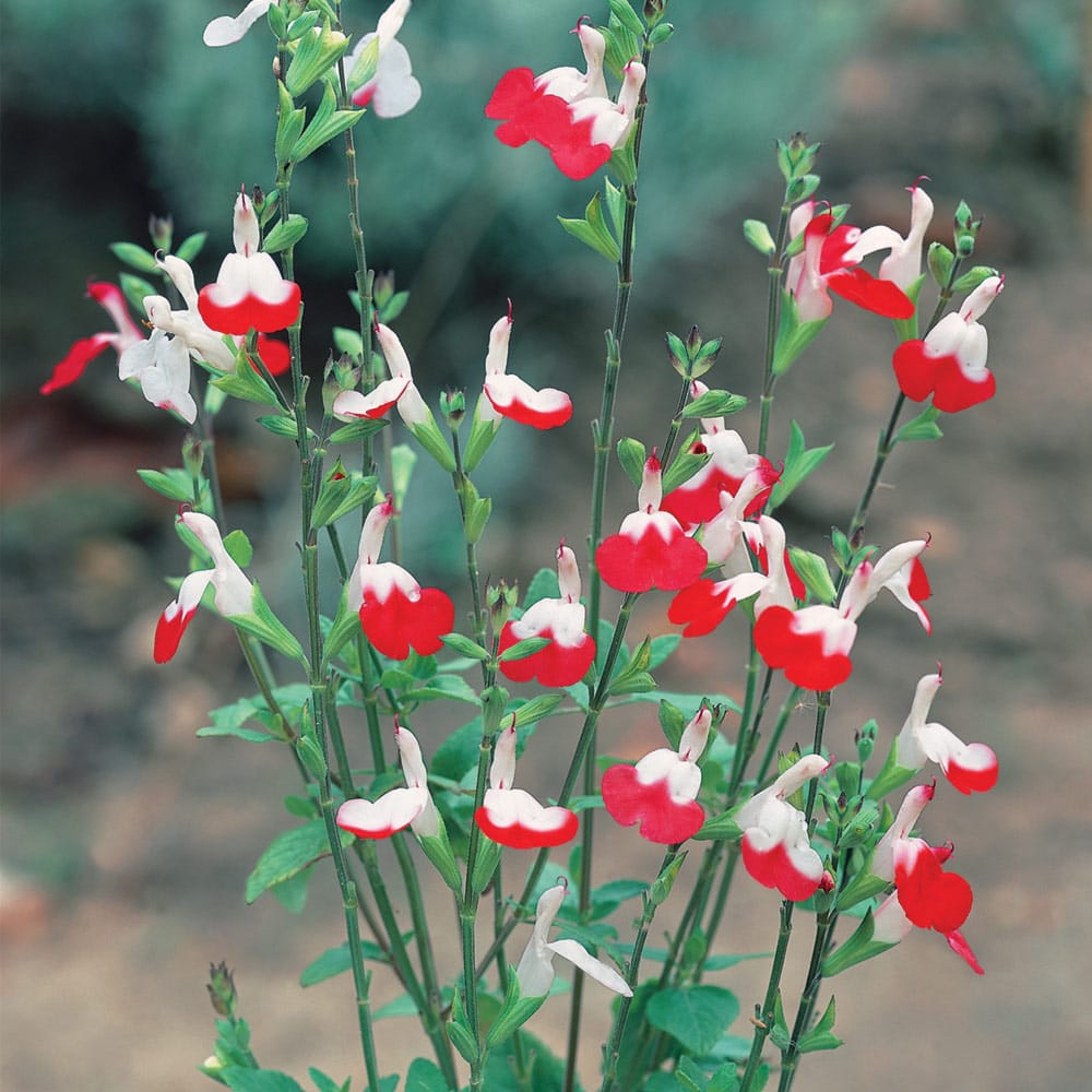 Salvia Hot Lips (Sage) Enchanted Gardens Kent