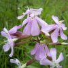 Saponaria Officinalis -Soap Wort- MOTH HOST PLANT! - 2 litre pot