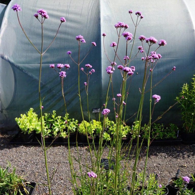 Verbena Bonariensis 2 litre pot Enchanted Gardens Kent