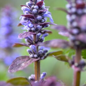 Ajuga Reptans 'Carpet Bugle'  - 2 Litre pot