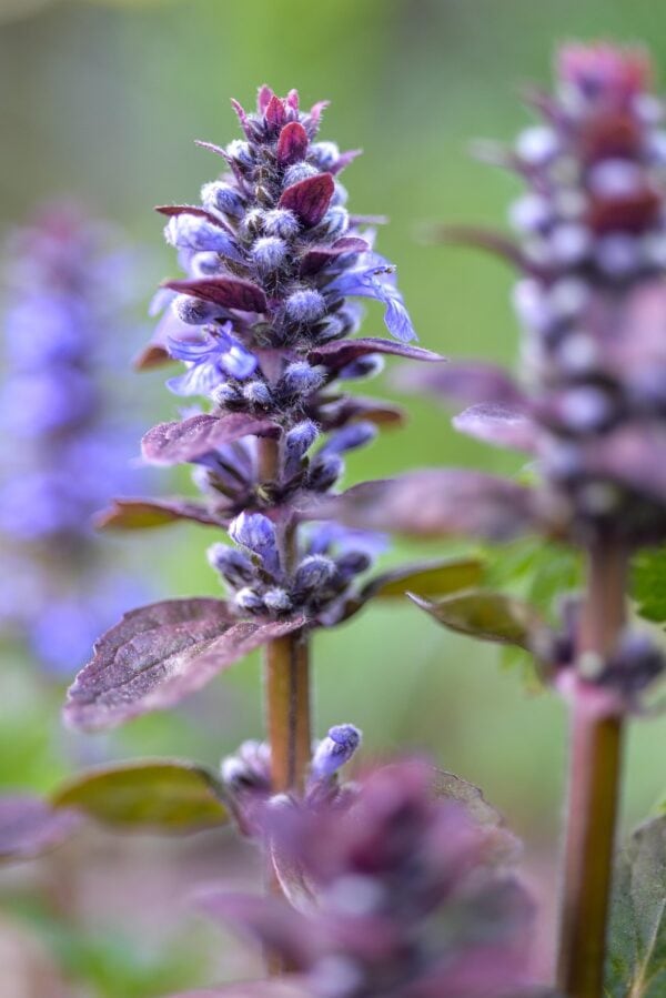 Ajuga Reptans 'Carpet Bugle'  - 2 Litre pot