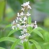 Aloysia Citrodora - Lemon Verbena - 2 litre pot