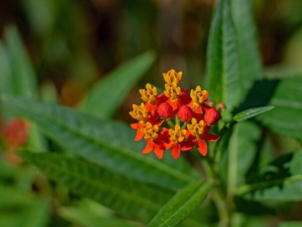 Asclepias - Apollo (Butterfly Weed) 2 litre pot - Image 3